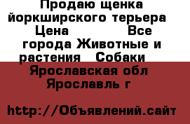 Продаю щенка йоркширского терьера  › Цена ­ 20 000 - Все города Животные и растения » Собаки   . Ярославская обл.,Ярославль г.